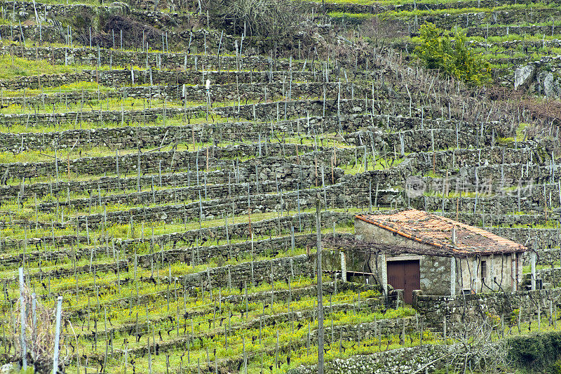 西班牙加利西亚的Ribeira sacra葡萄园和酒窖。